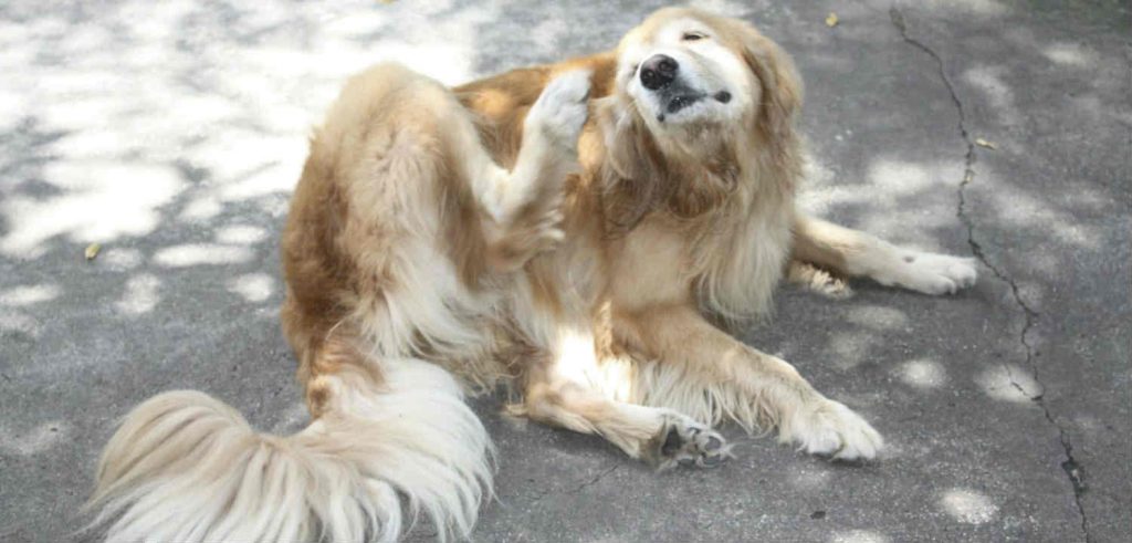 A Golden Retriever with allergies scratching its face