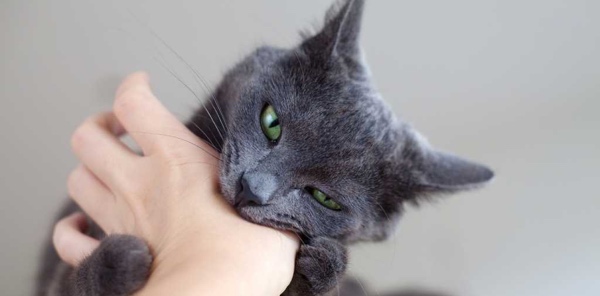 A grey cat is biting a person's hand