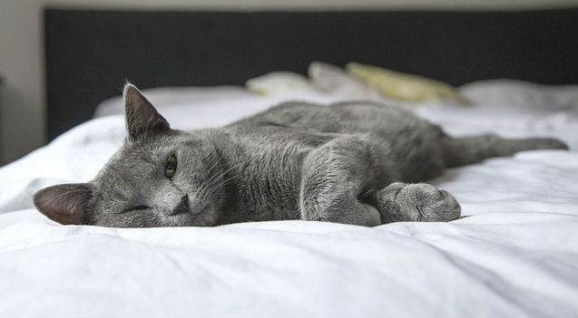 A grey cat lying on a person's bed