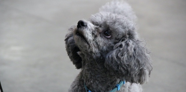 A grey miniature Poodle is looking upwards outside