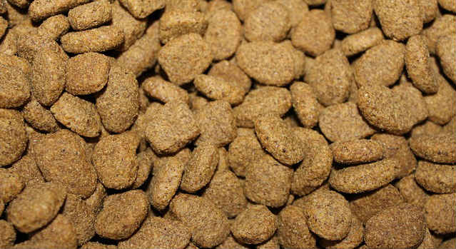 What are some tips on switching a dog’s food?