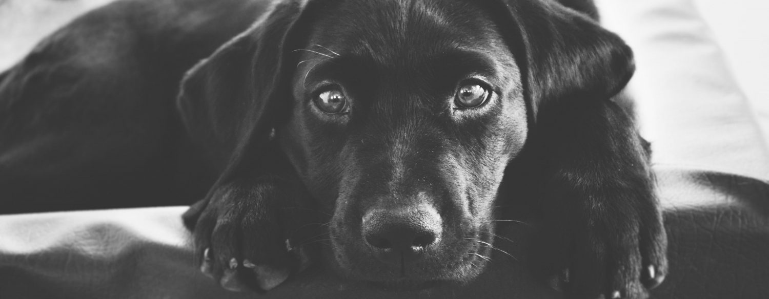Why is my dog limping and what should I do about it? Why is my dog limping and what should I do about it?