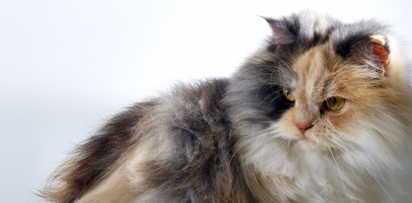 A long-haired Angora cat is sitting