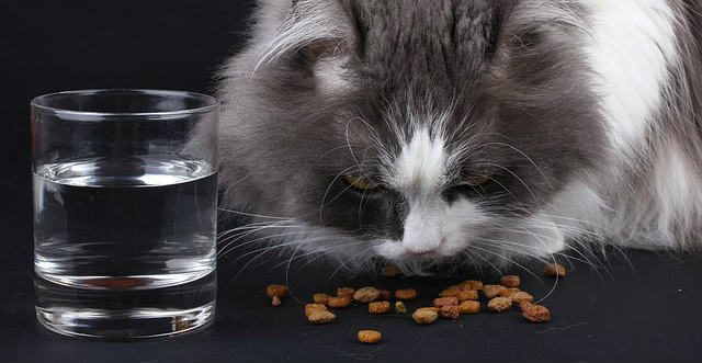 A grey long haired cat eating kibble on a table beside a glass half full of water