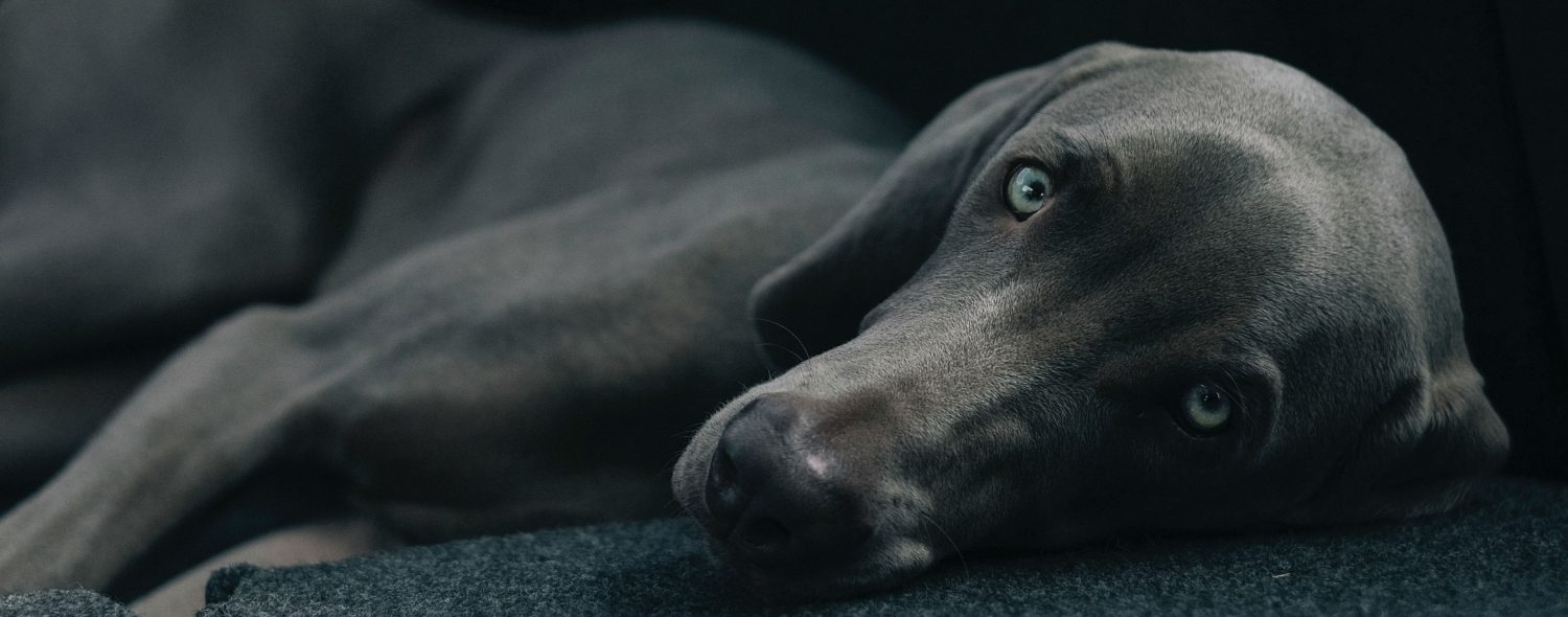 Is there a more affordable option than an exploratory biopsy since the ultrasound for my son’s sick dog didn’t lead to any conclusions? Is there a more affordable option than an exploratory biopsy since the ultrasound for my son’s sick dog didn’t lead to any conclusions?