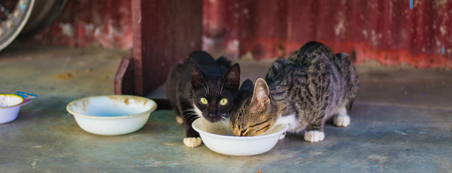 What are some resources that provide free or low-cost spaying, neutering and vaccinations for kittens?