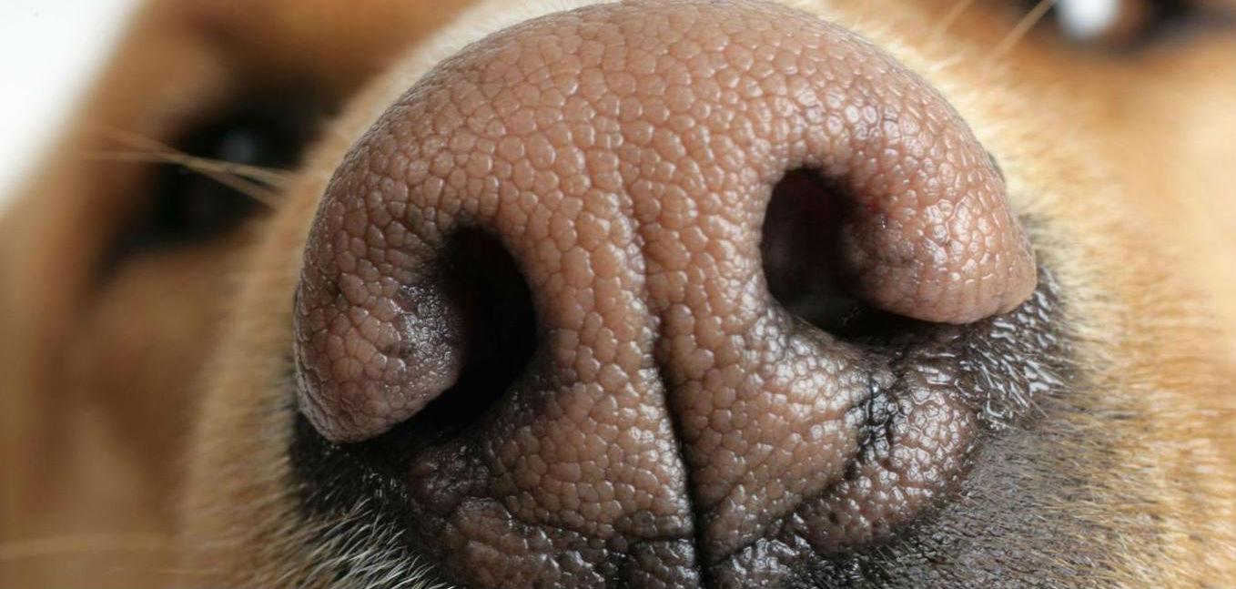 How do I keep ointment and sunscreen on my dog’s nose with Hereditary Nasal Parakeratosis?