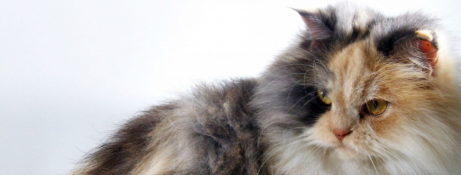 Can a cat be too old for anaesthesia?