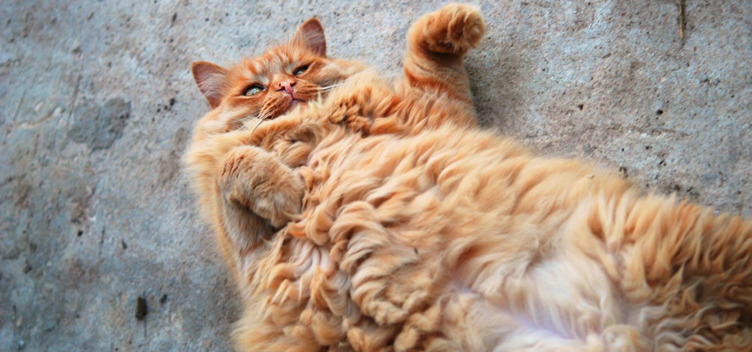 Why does our overweight cat leave large lumps of urine in her litter and need her bum wiped? Why does our overweight cat leave large lumps of urine in her litter and need her bum wiped?