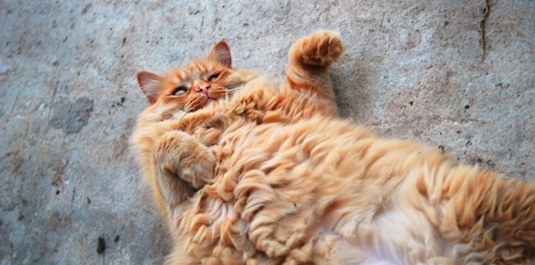 An overweight ginger cat is laying on their back