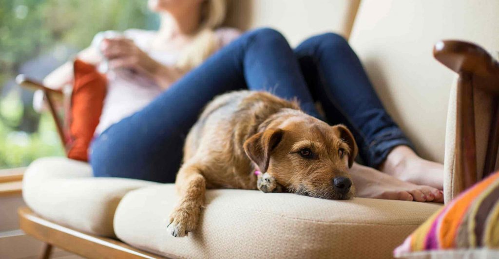 A resting on a couch with their owner