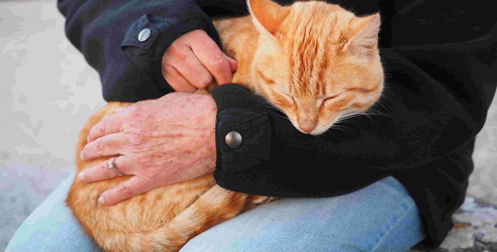 A person holding an orange Tabby cat on their lap and stroking its back