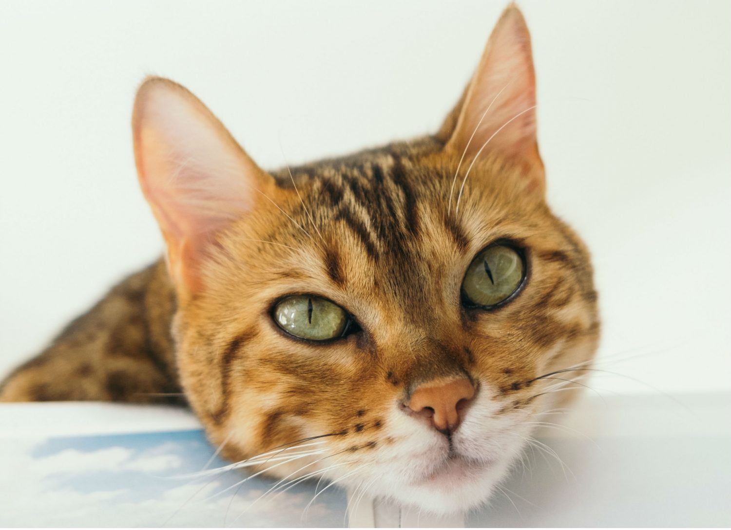 Is sneezing and watery eyes a sign that a cat has allergies and what kind of medication could be given? Is sneezing and watery eyes a sign that a cat has allergies and what kind of medication could be given?