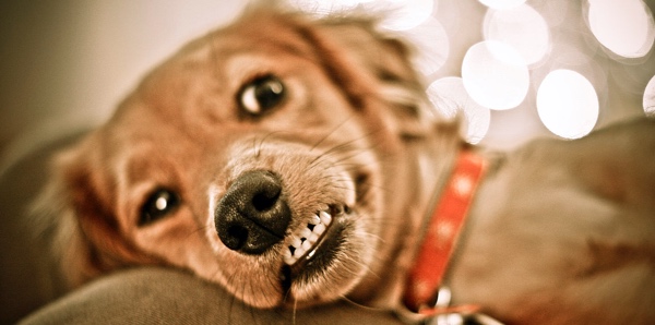 A puppy is grinning and showing their teeth