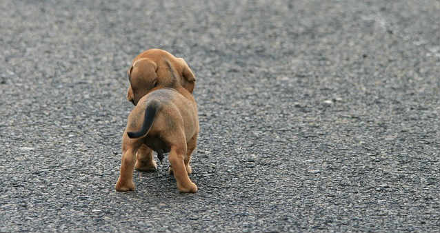 Why do puppies bite their tail? Why do puppies bite their tail?