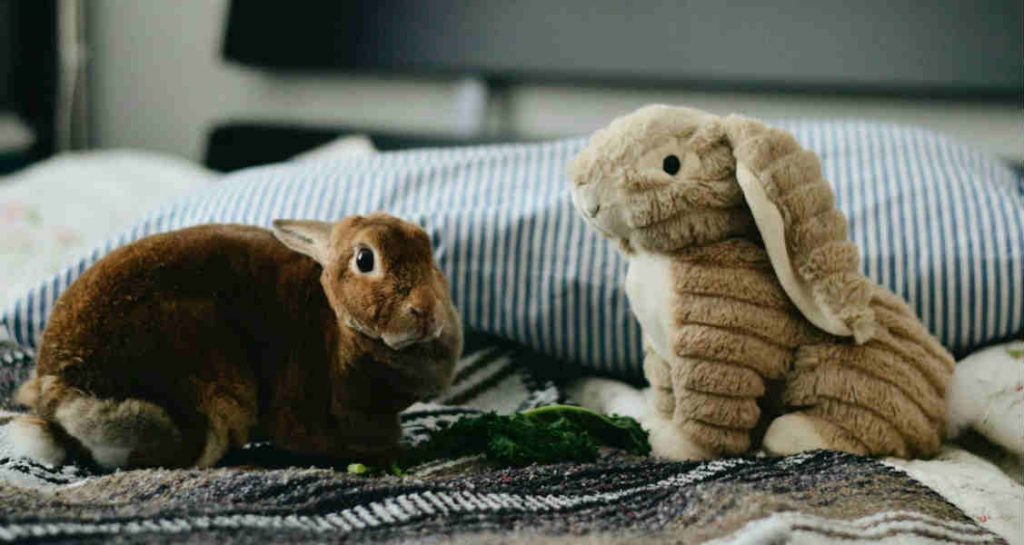 A rabbit is sitting on a bed with some greens beside a stuffed toy rabbit