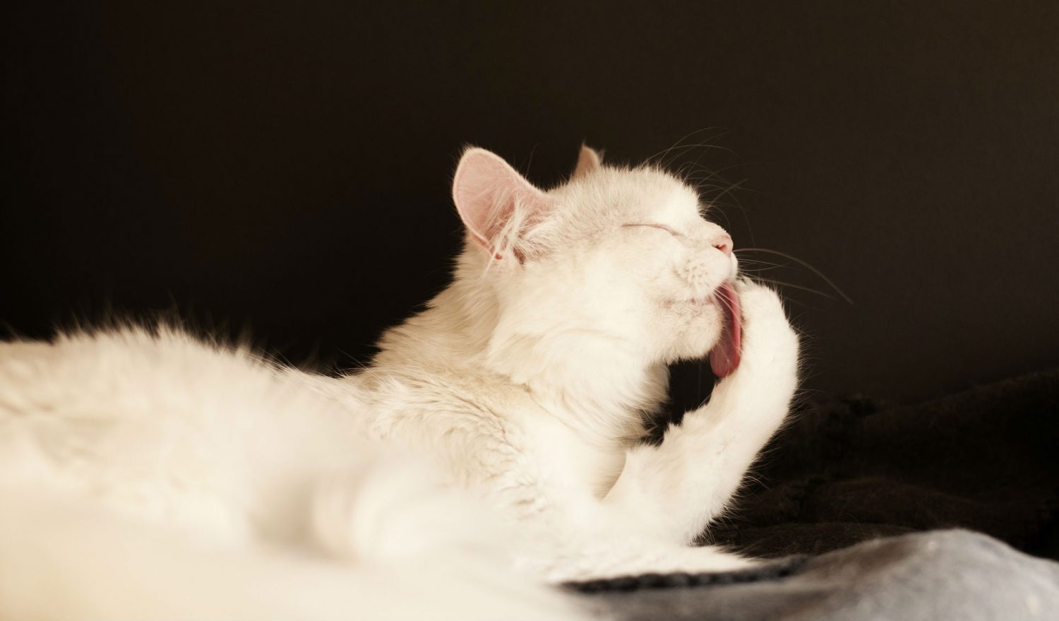 How do I remove mats in my cat’s hair and why does this occur? How do I remove mats in my cat’s hair and why does this occur?