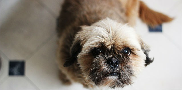 A Shih Tzu sitting its butt on the floor looking up