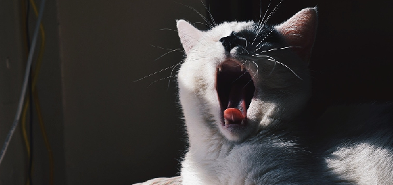 What could be causing my cat’s chronic sneezing and how can we get it to stop?