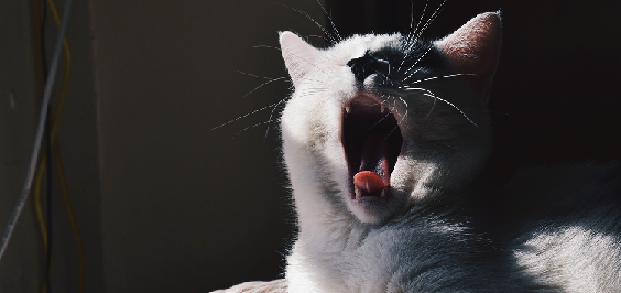 What could be causing my cat’s chronic sneezing and how can we get it to stop? What could be causing my cat’s chronic sneezing and how can we get it to stop?