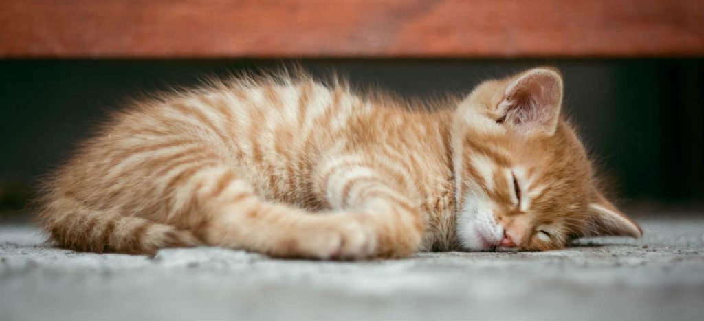 A Tabby kitten sleeping on a carpet on its side