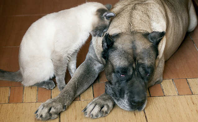 A Thai cat rubbing its head on a Canary dog that is laying on the floor