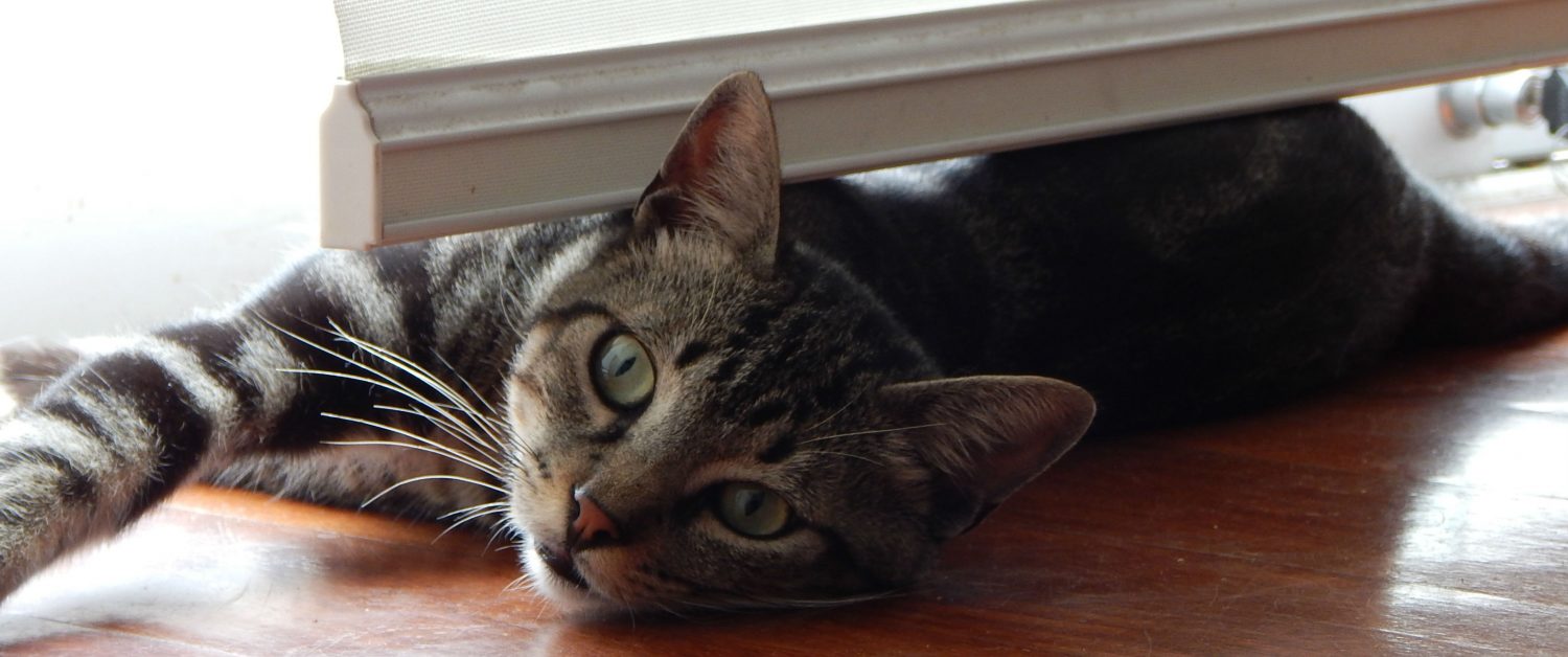 My cat has been in pain ever since we increased the dose of her transdermal thyroid medication. Could this be related to the new dose and if so, should it be lowered? My cat has been in pain ever since we increased the dose of her transdermal thyroid medication. Could this be related to the new dose and if so, should it be lowered?