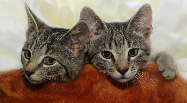 Two domestic Tabby cats peering over an orange cushion with their heads side by side
