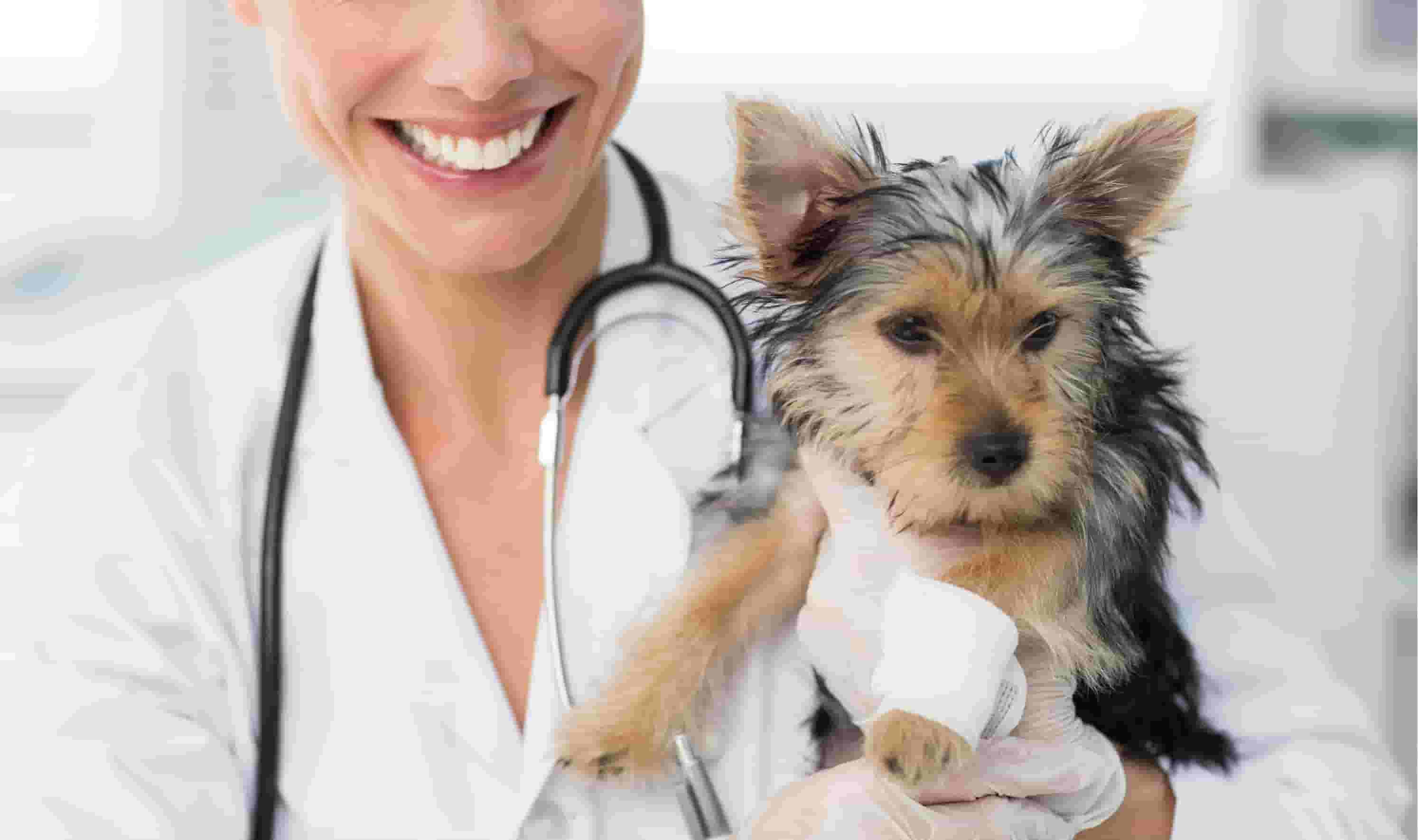 Are swollen lymph nodes in dogs a sign of cancer? My dog also has diarrhea with mucus. Are swollen lymph nodes in dogs a sign of cancer? My dog also has diarrhea with mucus.