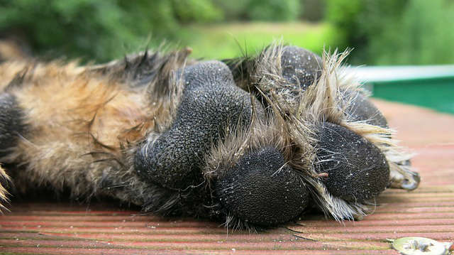 A wet Australian Shepherd dog paw resting on a wooden surface