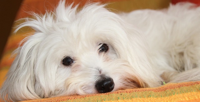 A white-haired dog is laying on a blanket