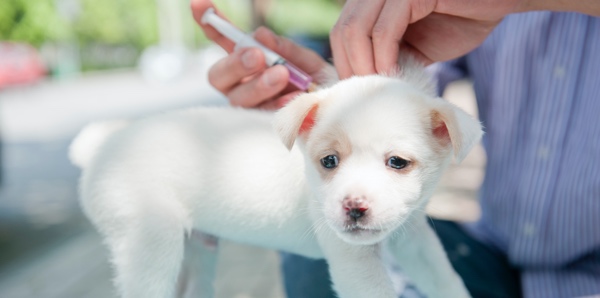 A puppy with white hair is receiving a vaccine