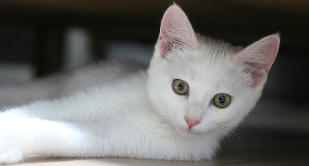 A white kitten with green eyes laying on their side