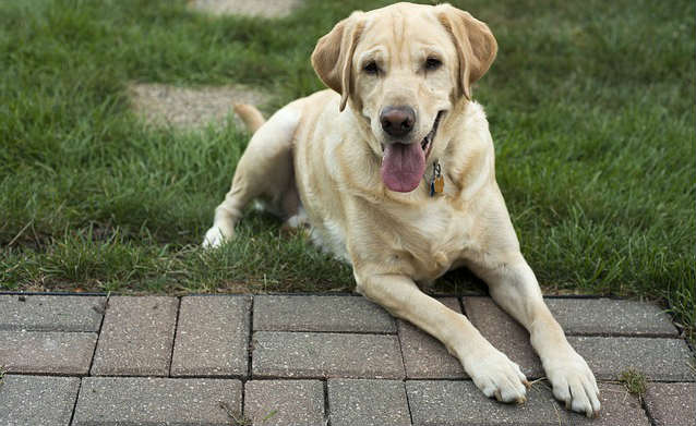 A yellow Labrador Retriever sitting on the grass with its paws facing forward and tongue sticking out