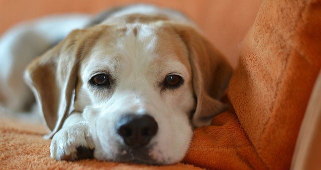 A Beagle sitting on the cushion of an orange couch