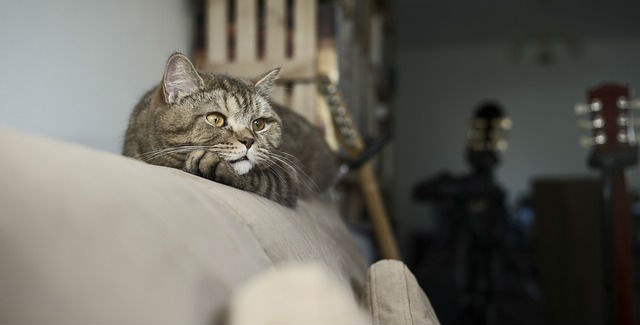 A British Shorthair cat resting on the top of a beige colored couch