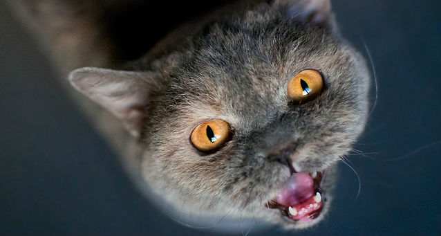 A British Shorthair cat with orange eyes looking upwards and yowling