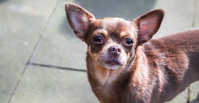 A brown Chihuahua looking slightly upwards