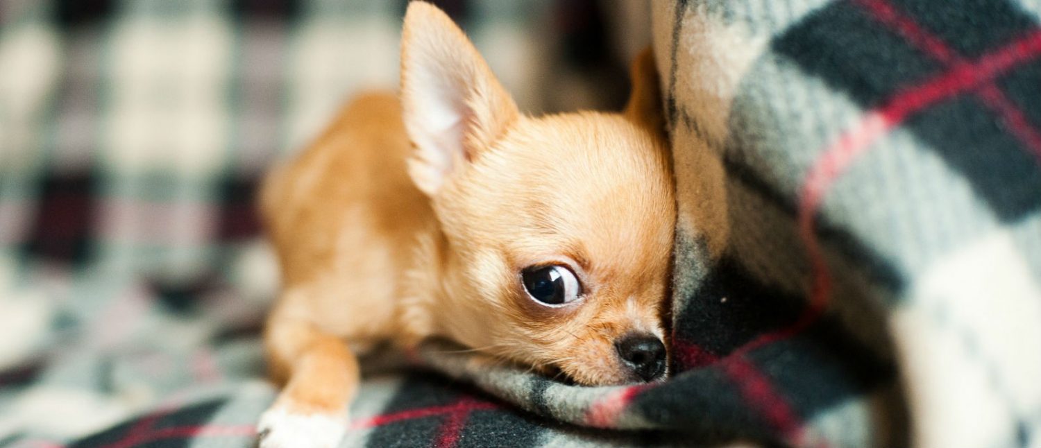 How do I know if the bump on my puppy’s stomach is an umbilical hernia and should I have it examined? How do I know if the bump on my puppy’s stomach is an umbilical hernia and should I have it examined?
