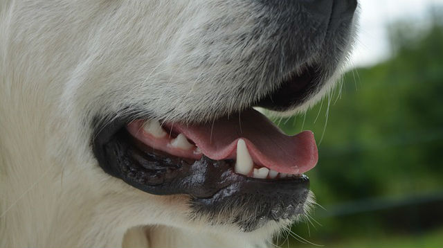 A dog with their mouth slightly open exposing their tongue and bottom teeth