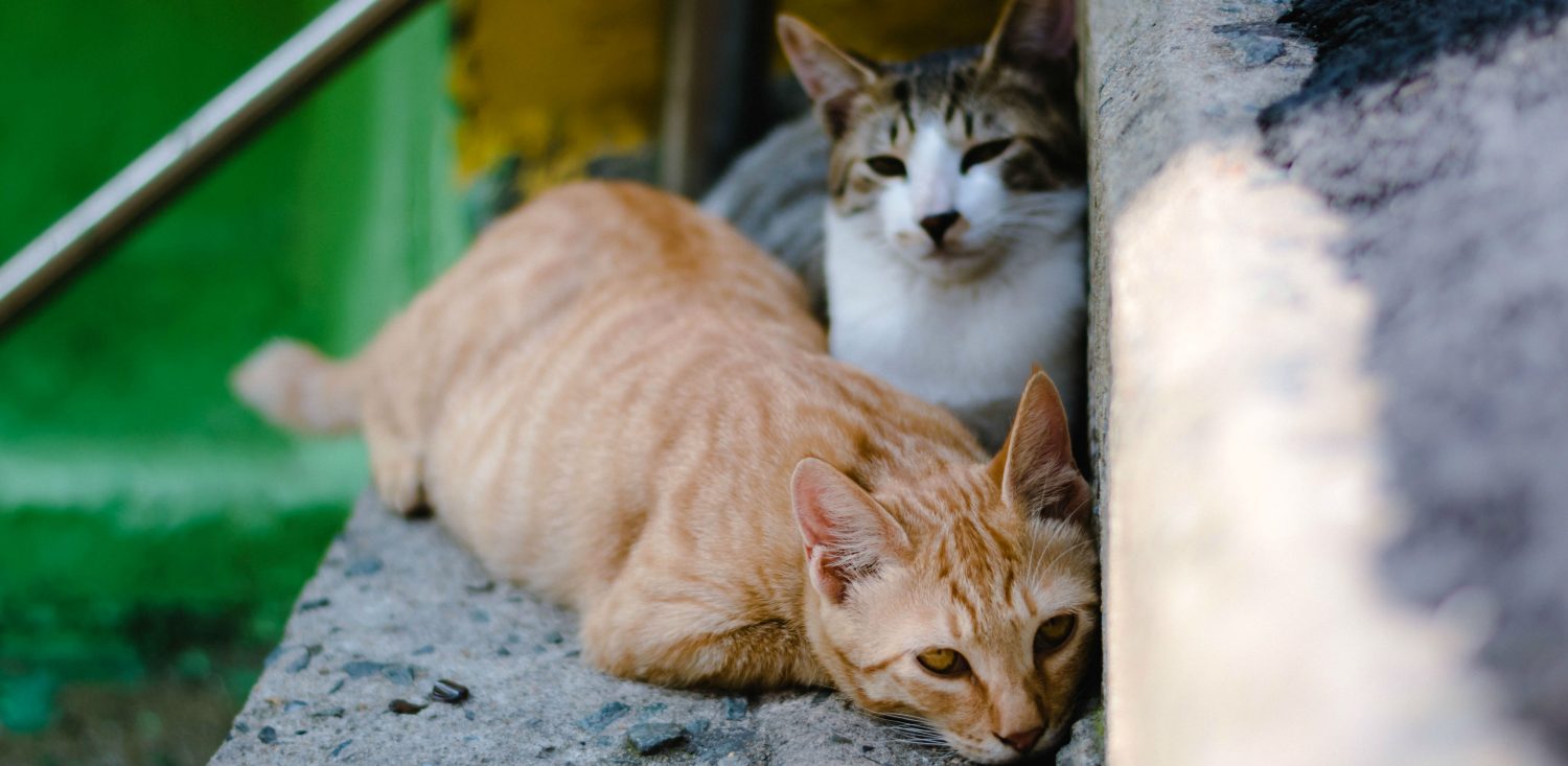 Is it possible that my two cats contracted the same fatal virus that took my other cat’s life? Is it possible that my two cats contracted the same fatal virus that took my other cat’s life?