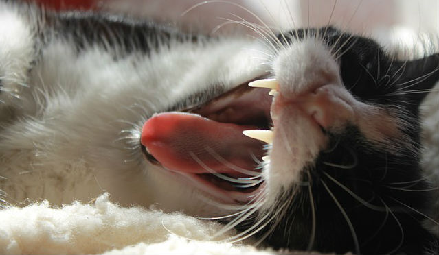 A black and white cat laying on their side and yawning with their mouth open exposing their tongue and upper fang teeth