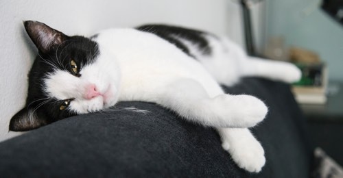 A black and white cat is resting on the top of a black couch