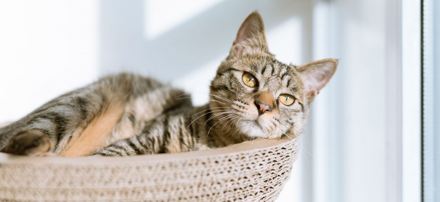 Is it normal that my cat started to vomit after being taken off medication and what are my next steps? Is it normal that my cat started to vomit after being taken off medication and what are my next steps?