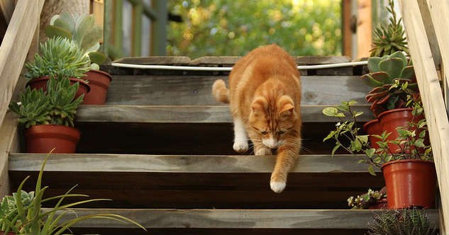 An orange cat walking down wooden outdoor stairs