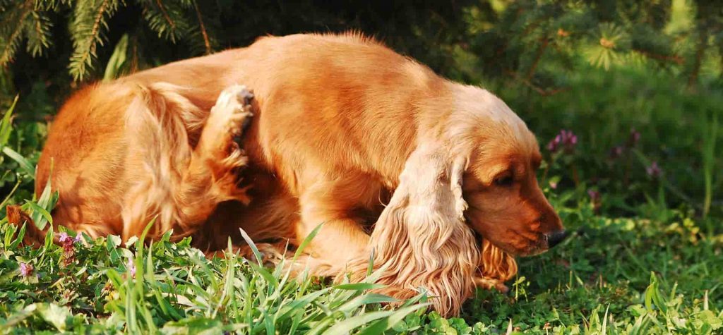 A Cocker Spaniel sitting on grass itching its skin with its back leg