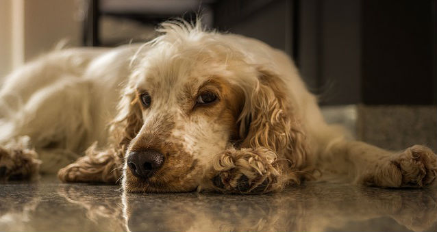 A Cocker Spaniel resting flat on an indoor floor