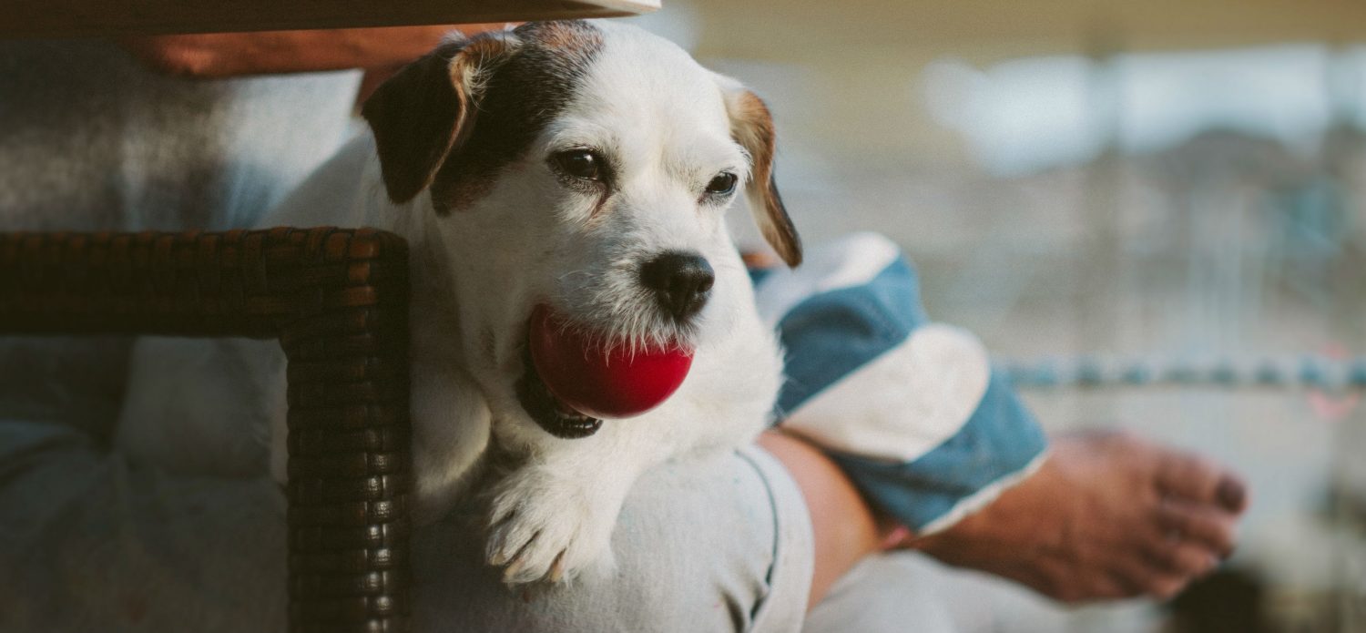 Why does my dog show signs of aggression by growling and biting at me after sitting on my lap? How can this be stopped? Why does my dog show signs of aggression by growling and biting at me after sitting on my lap? How can this be stopped?