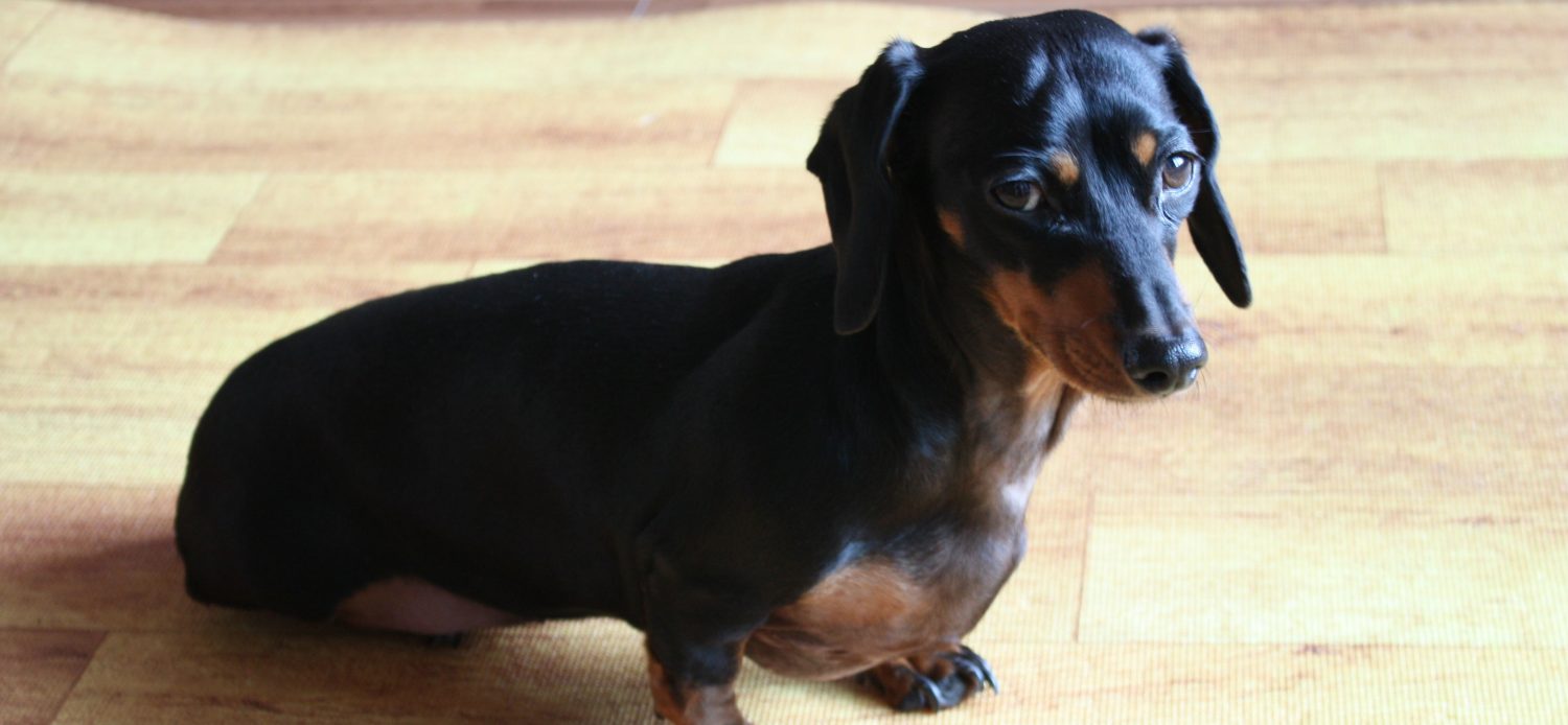Why is my dog with alopecia so itchy and chewing his tail and what should our next steps be to have him treated? Why is my dog with alopecia so itchy and chewing his tail and what should our next steps be to have him treated?