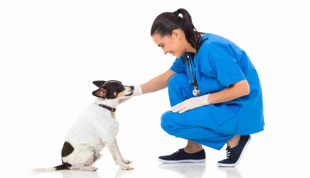 A veterinarian in blue scrubs crouched down and touching a dog's face that is sitting